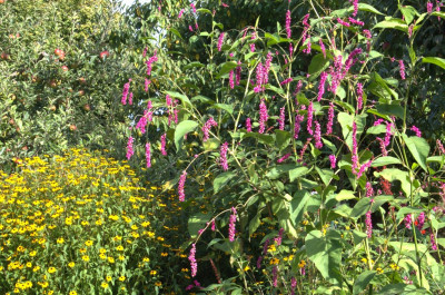Polygonum orientale.jpg