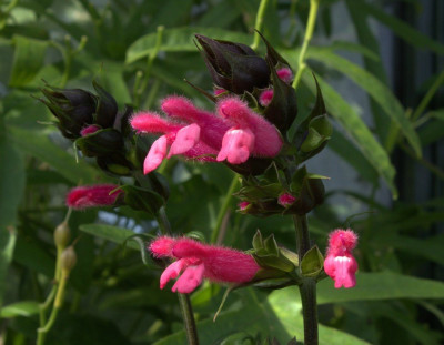 Salvia oxyphora.jpg