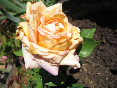 IMG_3132_Small.JPG