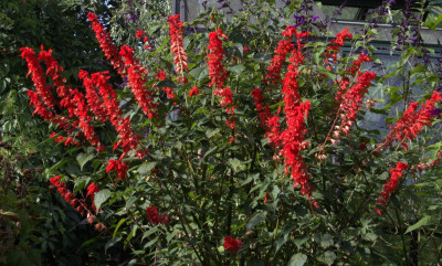 Salvia splendens.jpg