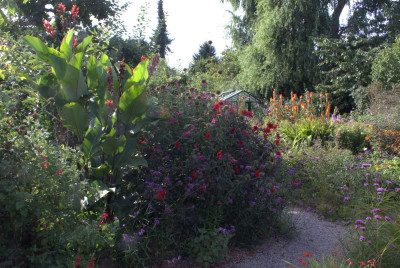Salvien mit Canna.jpg
