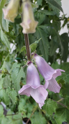 Caratitheca triloba