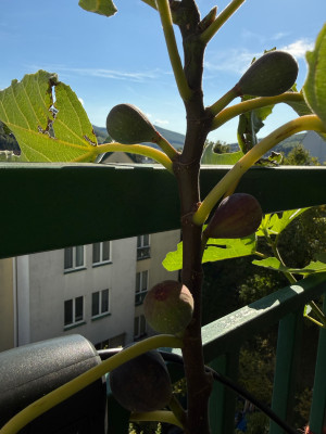IMG_0170.jpeg