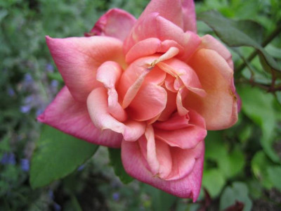 IMG_3472_Small.JPG