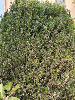 IMG_0212.jpeg
