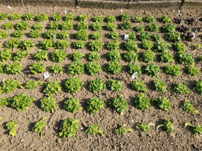 Salate Mittelfeld 20250826.jpeg