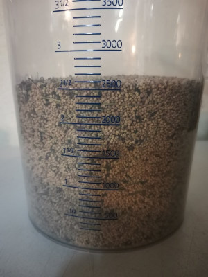 Feldsalat Saatgut gereinigt.jpeg
