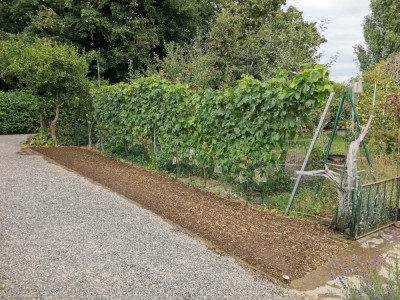 Feldsalat falsche Saatbett 20250823.jpeg