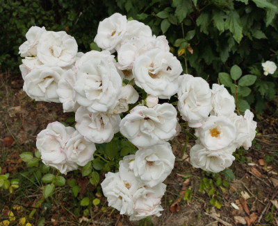 WhiteRose2.jpg