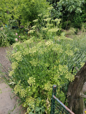 Petersilie blüte 20250525.jpeg