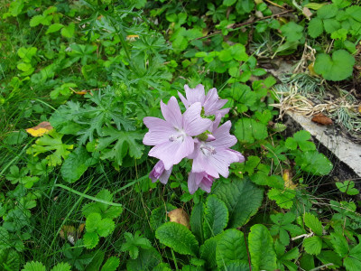 Moschus Malve