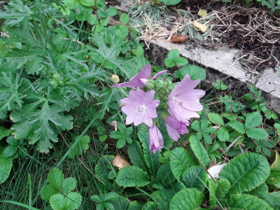 Malva moschata