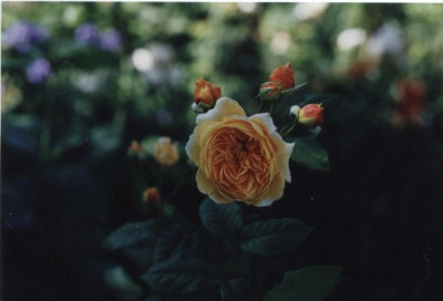 Crownprincess__Margareta.jpg