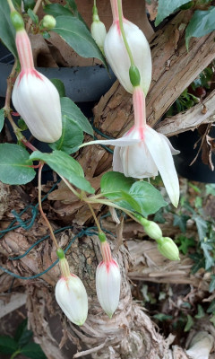 Fuchsie weiss