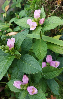 Chelone