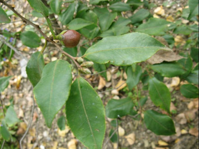 C.rosaeflora_frucht_knospen_908.jpg