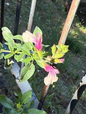 IMG_6303.jpeg