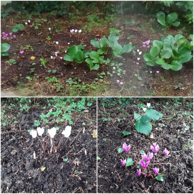 Cyclamen hederifolium