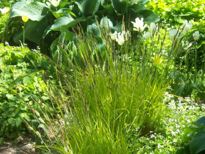 Carex-elata-Aurea_web.jpg
