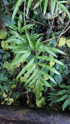 Asplenium sylvaticum.jpg