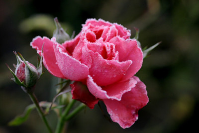 IMG_4427a.jpg