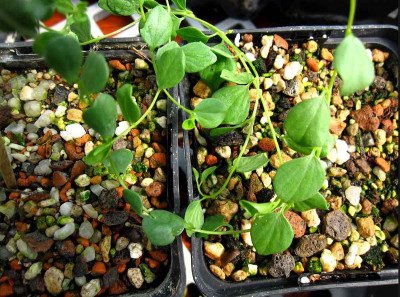 I.plummerae-v.-cuneifolia2J.jpg