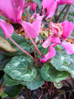 cyclamen1.jpg