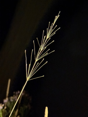 IMG_9507.jpeg