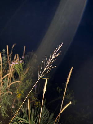 IMG_9504.jpeg