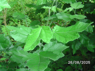 BILD0905.JPG