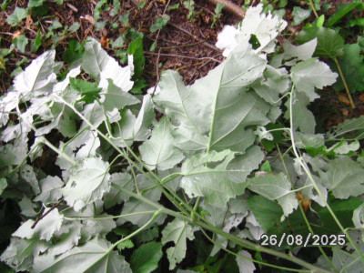 BILD0908.JPG