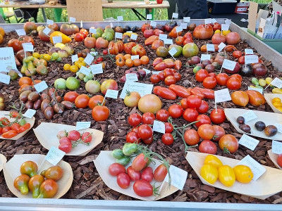 250831_Tomatenfest Eberswalde_1.jpg