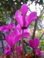 cyclamen2.jpg