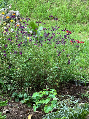 dunkellila Blume.jpg