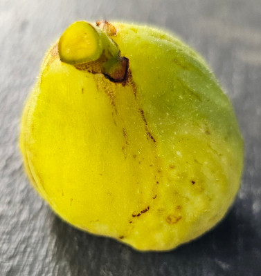 Figue Jaune aussen1.jpg