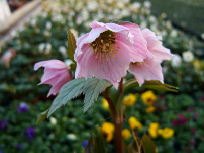 DSCF1088.JPG