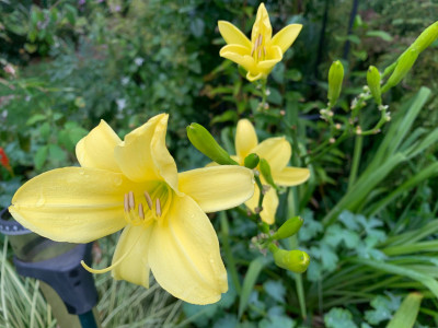 IMG_4168.jpeg