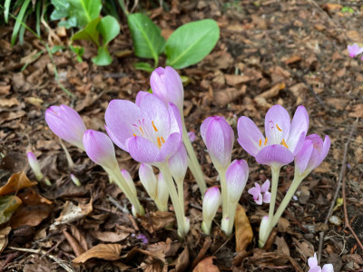 Colchicum autumnale bloei September 2025.jpg
