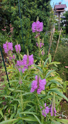 Gelenkblume