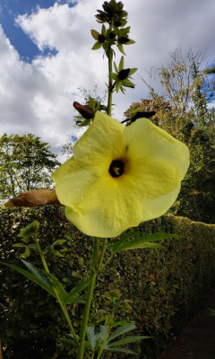 Abelmoschus manihot