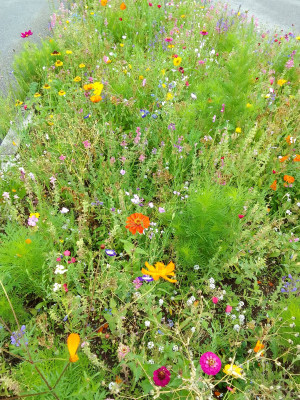 Bunte Vielfalt