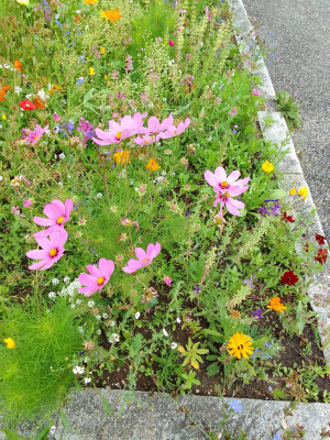 Bunte Wiese