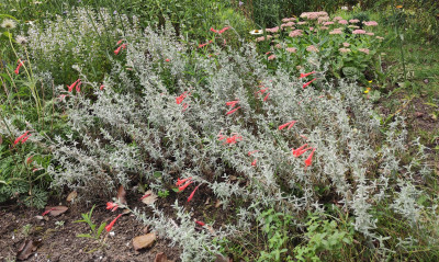Zauschneria Olbich's Silver.jpg