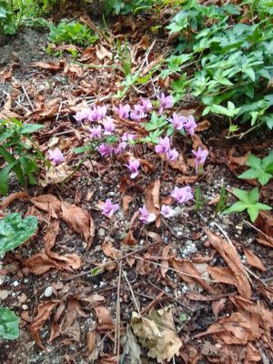 Cyc. Hederifolium