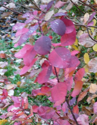 roter.strauch489klein.jpg