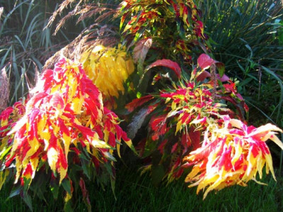 amaranth.jpg