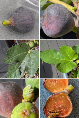 20250902_221037-COLLAGE.jpg