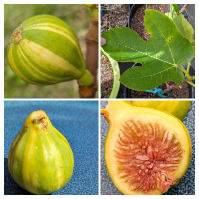 20250902_223505-COLLAGE.jpg