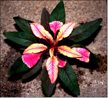 amaranth_1.jpg