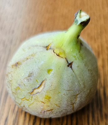 Campaniere UNK Herbstfeige aussen.jpg